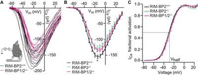 RIM-Binding Proteins Are Required for Normal Sound-Encoding at Afferent Inner Hair Cell Synapses